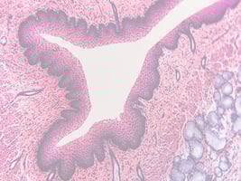 123f - Histologie 123f - Histologie