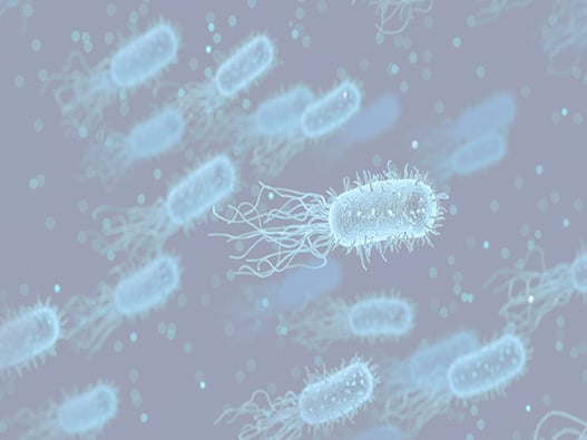 133f - Microbio-MIC 133f - Microbio-MIC