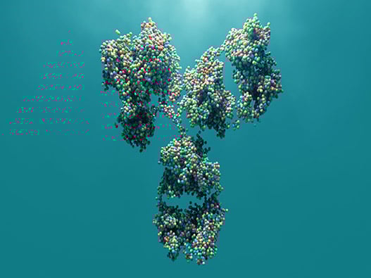 antibody antibody