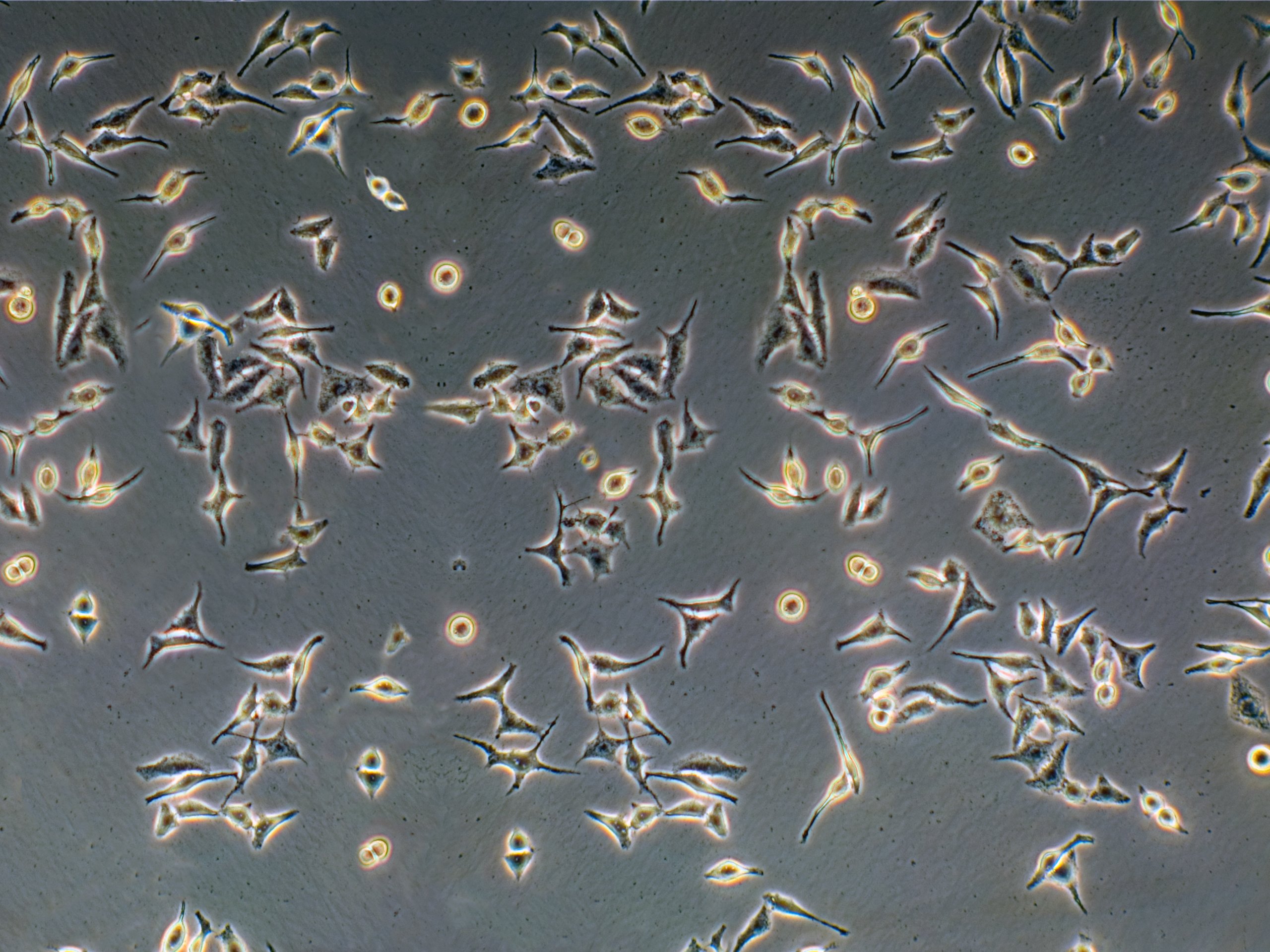 23o - cell lines 23o - cell lines