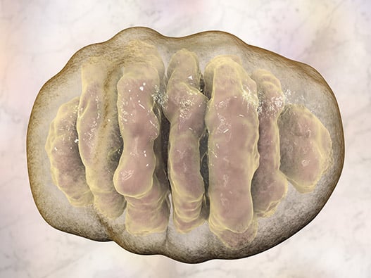24.1 -Mitochondrie 24.1 -Mitochondrie