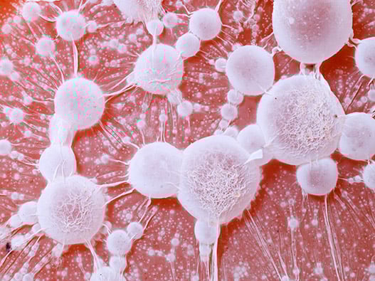 34.1 - AdhesionCellulaire 34.1 - AdhesionCellulaire