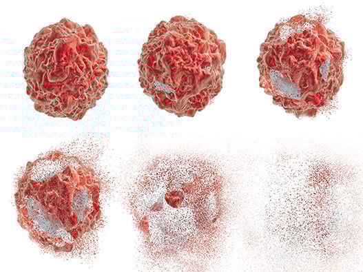 35.1 - Apoptose 35.1 - Apoptose