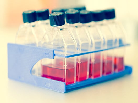 38.1 - Production-CellulesMammiferes 38.1 - Production-CellulesMammiferes
