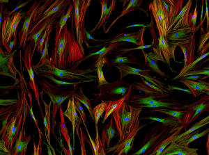 3D cell culture 300x223