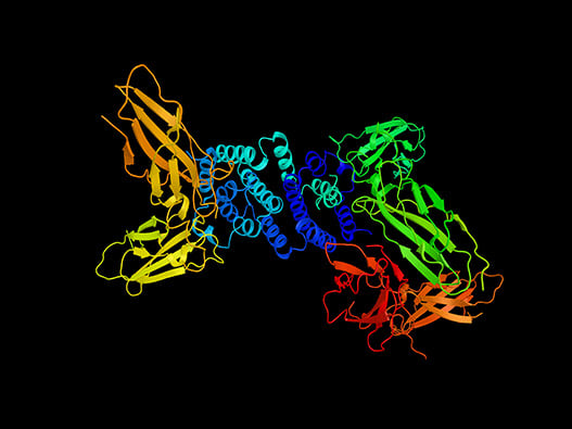 70 - Analyse-Ubiquitination 70 - Analyse-Ubiquitination