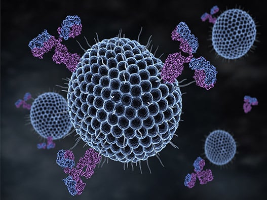 71 - Anticorps-Antigene 71 - Anticorps-Antigene