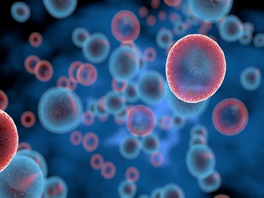 84 - Tri-Cellulaire 84 - Tri-Cellulaire