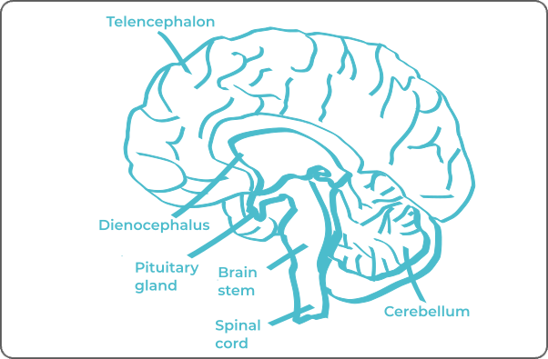Labeled anatomical diagram of a brain