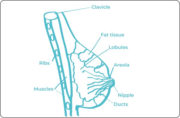  Labeled anatomical diagram of a breast