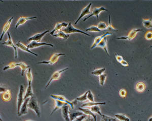 CELL LINE 300X240
