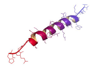 CONJUGAISON PEPTIDE 300X225