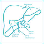 Foie anatomie-1