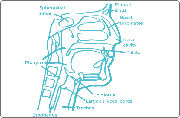 Labeled anatomical diagram ofhead and neck system
