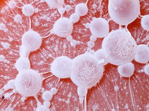 In vitro testing
