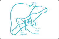 Liver anatomy