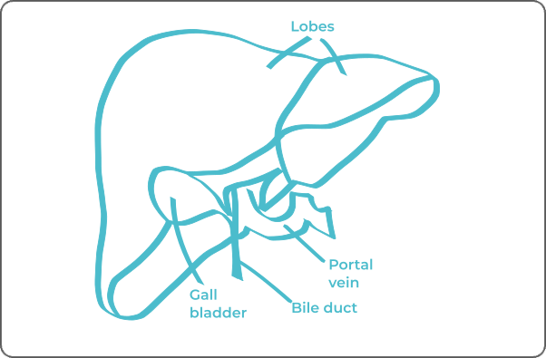Liver anatomy