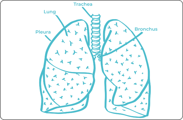Labeled anatomical diagram of a lung