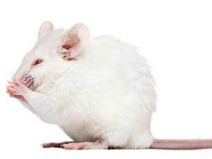 MOUSE TEST 300X225