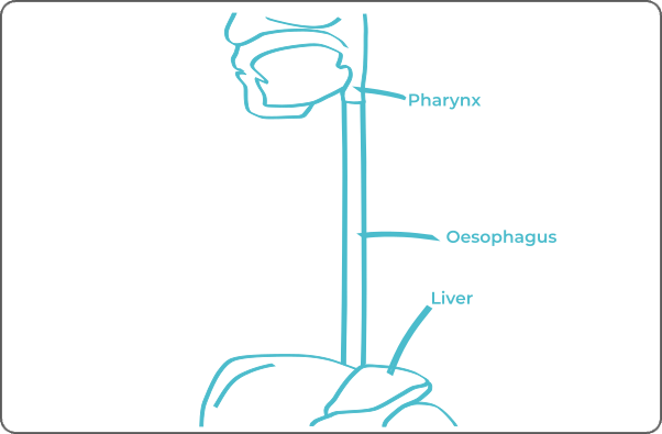 Labeled anatomical diagram of esophageal system