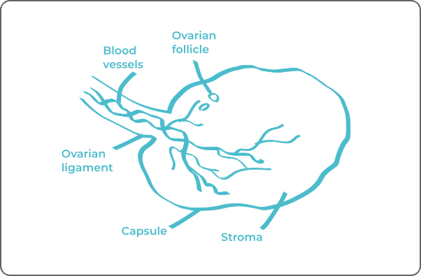 Labeled anatomical diagram of an ovary