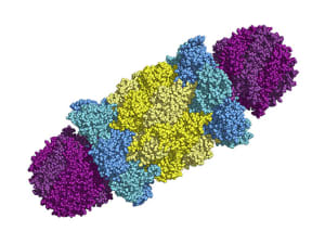 PROTEASOME 300X225