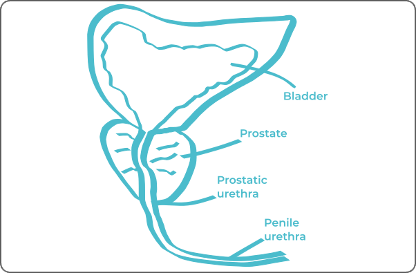 Labeled anatomical diagram of prostate