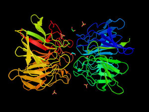 Protein 300x225