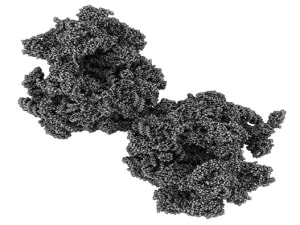 RIBOSOME AKTPCF 300X225