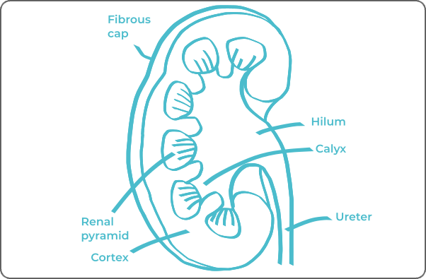Labeled anatomical diagram of kidney