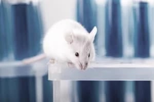 SOURIS
