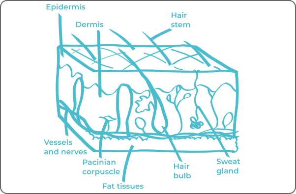 Labeled anatomical diagram of a skin