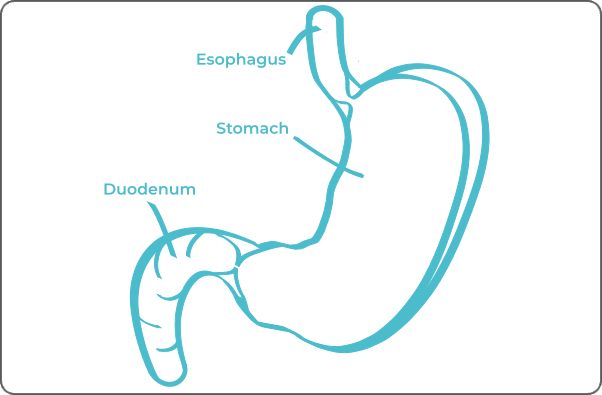 Labeled anatomical diagram of a stomach