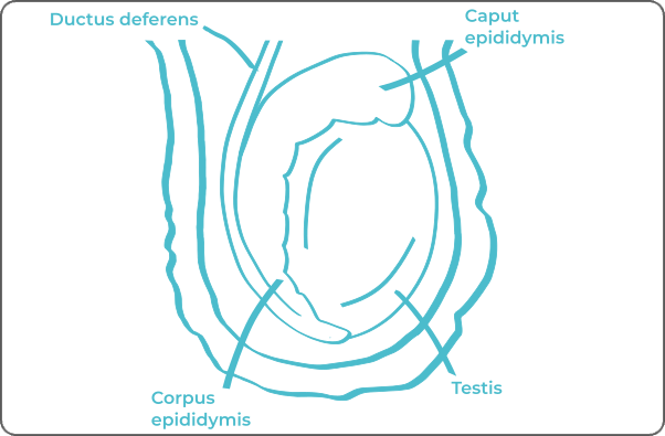 Labeled anatomical diagram of a testicle