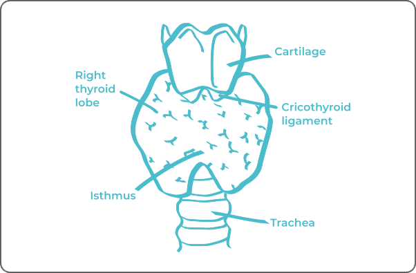 Labeled anatomical diagram of Thyroid