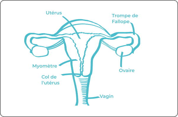 Schéma légendé d'un utérus