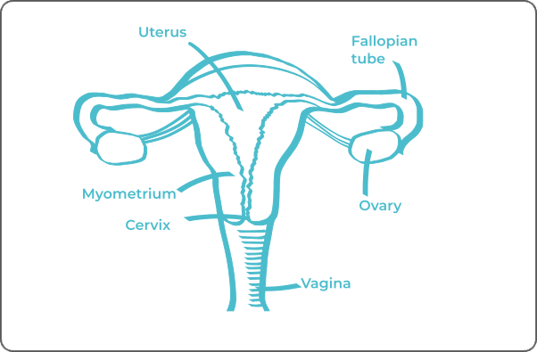 Labeled anatomical diagram of uterine system