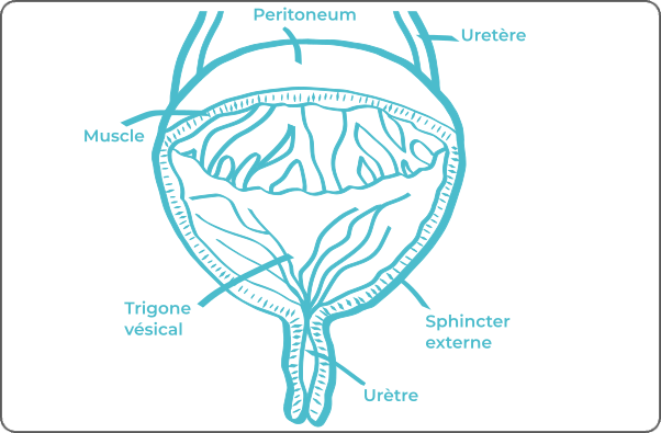 Schéma vessie légendé