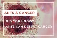 Ants cancer EN