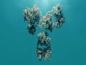 anticorps recombinants
