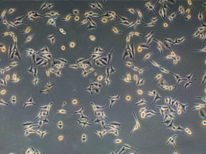 celllines 300x225