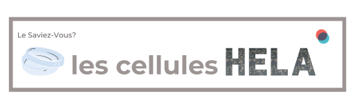 cellule hela 513