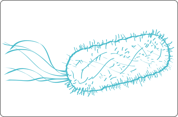 Illustration d'une escherichia coli