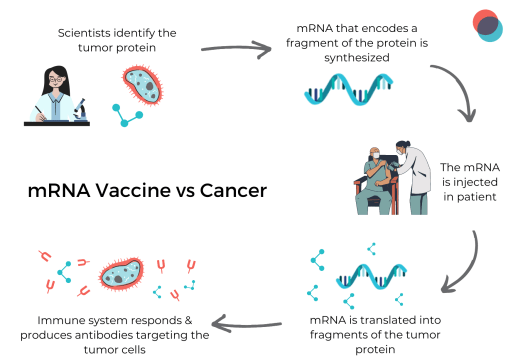 mRNA therapy 513