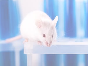 models mice 300x225