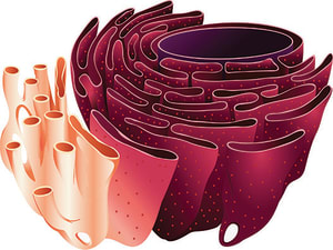Reticulum