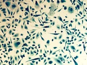 testproliferation 300x225