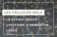 HeLa FR-1