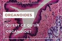 Organoids FR-min