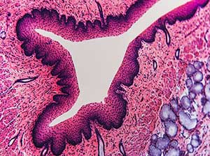 123 - Histologie-1